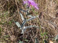 Centaurea jacea 2.0 km N Aderbiyevka, Krasnodar, Russia 20160911_0335