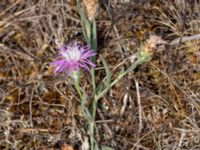 Centaurea jacea Dröstorps alvar, Mörbylånga, Öland, Sweden 20180810_0079