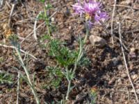 Centaurea jacea Långalvaret, Mörbylånga, Öland, Sweden 20180809_0094