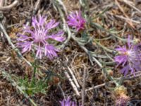 Centaurea jacea Långalvaret, Mörbylånga, Öland, Sweden 20180809_0095