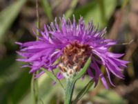 Centaurea jacea Lindängelunds rekreationsområde, Malmö, Skåne, Sweden 20220628_0119