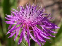 Centaurea jacea Lindängelunds rekreationsområde, Malmö, Skåne, Sweden 20220628_0120