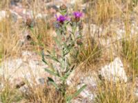 Centaurea jacea Norra hamnen, Malmö, Skåne, Sweden 20180624_0016