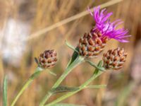 Centaurea jacea Norra hamnen, Malmö, Skåne, Sweden 20180624_0017