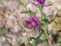 Centaurea jacea Norra hamnen, Malmö, Skåne, Sweden 20180624_0018