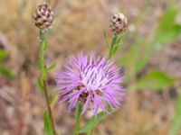 Centaurea jacea Vanningen, Vellinge, Skåne, Sweden 20230615_0092