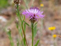 Centaurea jacea Vanningen, Vellinge, Skåne, Sweden 20230615_0094