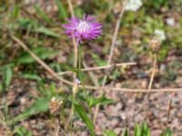 Centaurea jacea Vanningen, Vellinge, Skåne, Sweden 20240808_0038