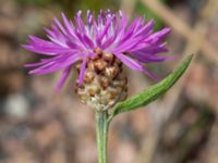 Centaurea jacea Vanningen, Vellinge, Skåne, Sweden 20240808_0040