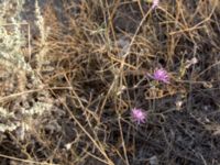 Centaurea lavrenkoana Olenovka, Crimea, Russia 20150911_0184