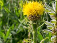 Centaurea macrocephala Åkerlund och Rausings väg, Lund, Skåne, Sweden 20170727_0010