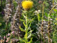 Centaurea macrocephala Åkerlund och Rausings väg, Lund, Skåne, Sweden 20170727_0011