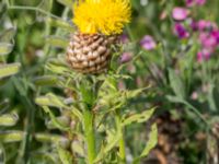 Centaurea macrocephala Åkerlund och Rausings väg, Lund, Skåne, Sweden 20170727_0012