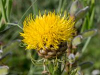 Centaurea macrocephala Åkerlund och Rausings väg, Lund, Skåne, Sweden 20170727_0015