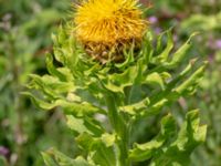 Centaurea macrocephala Åkerlund och Rausings väg, Lund, Skåne, Sweden 20180629_0078