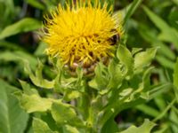 Centaurea macrocephala Åkerlund och Rausings väg, Lund, Skåne, Sweden 20180629_0079