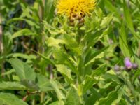 Centaurea macrocephala Åkerlund och Rausings väg, Lund, Skåne, Sweden 20180629_0080