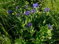 Centaurea montana Björkelundadammen, Malmö, Skåne, Sweden 20160602_0065