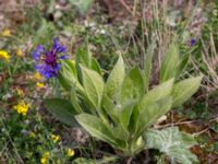 Centaurea montana Grodreservatet, Norra hamnen, Malmö, Skåne, Sweden 20160529_0153