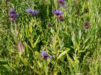 Centaurea montana Klosterängshöjden, Lund, Skåne, Sweden 20150612_0037