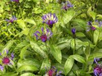 Centaurea montana Tyska kyrkan, Malmö, Skåne, Sweden 20150530 IMG_2129