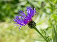 Centaurea montana Tyska kyrkan, Malmö, Skåne, Sweden 20150530_0083