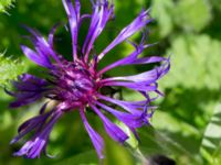 Centaurea montana Tyska kyrkan, Malmö, Skåne, Sweden 20150530_0086