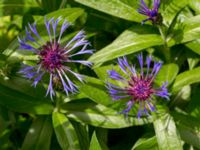 Centaurea montana Tyska kyrkan, Malmö, Skåne, Sweden 20150530_0087