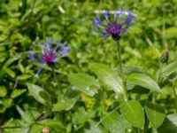 Centaurea montana Tyska kyrkan, Malmö, Skåne, Sweden 20150530_0094