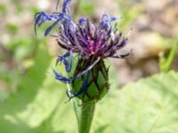 Centaurea montana Ulricedal, Malmö, Skåne, Sweden 20190704_0030