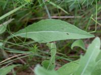 Centaurea nigra Önneslöv, Dalby, Lunnd, Skåne, Sweden 20160701_0056