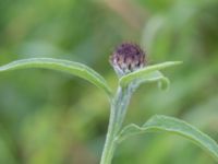 Centaurea nigra Önneslöv, Dalby, Lunnd, Skåne, Sweden 20160701_0058