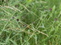 Centaurea nigra Önneslöv, Dalby, Lunnd, Skåne, Sweden 20160701_0062