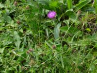 Centaurea nigra Östra koloniområdet, Burlöv, Skåne, Sweden 20240714_0199