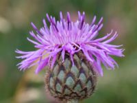 Centaurea scabiosa Önneslöv, Dalby, Lunnd, Skåne, Sweden 20160701_0047