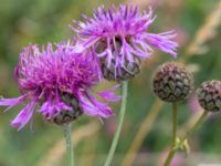 Centaurea scabiosa Önneslöv, Dalby, Lunnd, Skåne, Sweden 20160701_0048