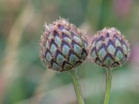 Centaurea scabiosa Önneslöv, Dalby, Lunnd, Skåne, Sweden 20160701_0050