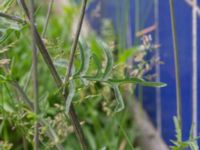 Centaurea scabiosa Elbegatan, Malmö, Skåne, Sweden 20150614_0110