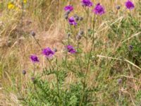 Centaurea scabiosa Furuhovsvägen, Åhus, Kristianstad, Skåne, Sweden 20160628_0237