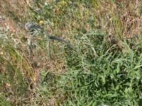 Centaurea scabiosa Stormaren, Mörbylånga, Öland, Sweden 20170526_0093