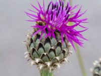 Centaurea scabiosa Vanningen, Vellinge, Skåne, Sweden 20230615_0097