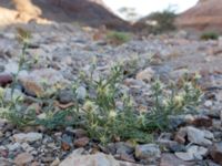 Centaurea sinaica Wadi Mappalim, Israel 20130329 659