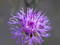 Centaurea stoebe Bornholmsgatan, Ystad, Skåne, Sweden 20180715_0013