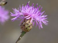 Centaurea stoebe Bornholmsgatan, Ystad, Skåne, Sweden 20180715_0016