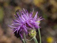 Centaurea stoebe Furehov, Åhus, Kristianstad, Skåne, Sweden 20170719_0216