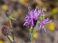 Centaurea stoebe Furehov, Åhus, Kristianstad, Skåne, Sweden 20170719_0217