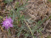 Centaurea stoebe Horna, Åhus, Kristianstad, Skåne, Sweden 20210809_0117