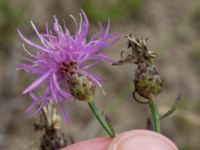 Centaurea stoebe Horna, Åhus, Kristianstad, Skåne, Sweden 20210809_0118