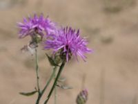 Centaurea stoebe Horna, Kristianstad, Skåne, Sweden 20140717_0374