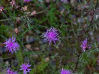 Centaurea stoebe Konstgjord fuktyta Stjärneholmsvägen, Hässleholm, Skåne, Sweden 20190927_0033